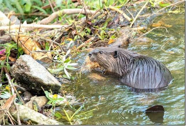 Beaver Lodge Spring 2018